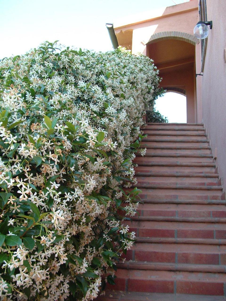 Agriturismo Pian Dei Pini Montiano (Tuscany) Exterior foto